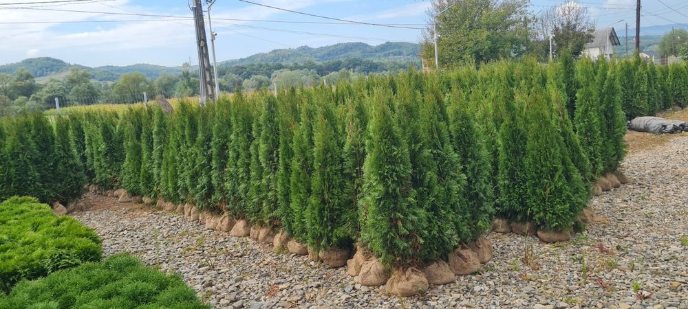 Plante ornamentale și rulou de gazon, livrare rapida oriunde în Țară