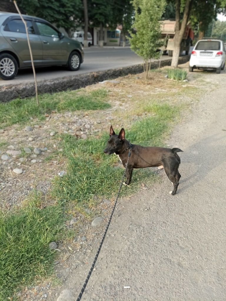 Брутальный парень ищет хозяина