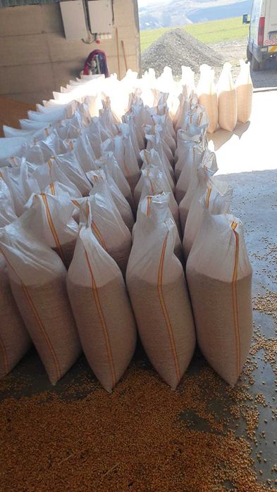 Porumb boabe curat - 1,25 lei/kg