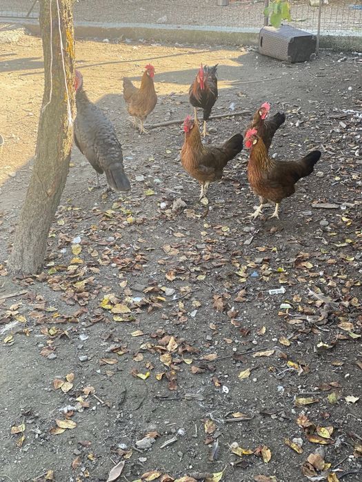 Gaini italiene puicute