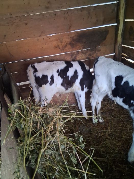 Vând 2 tauras semi altercații