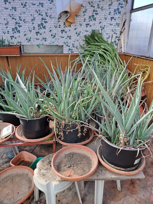 vand engros plante Aoe vera barbadensis miller, desfiintare sera