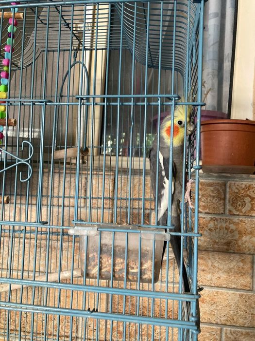 Продам попугая карелы