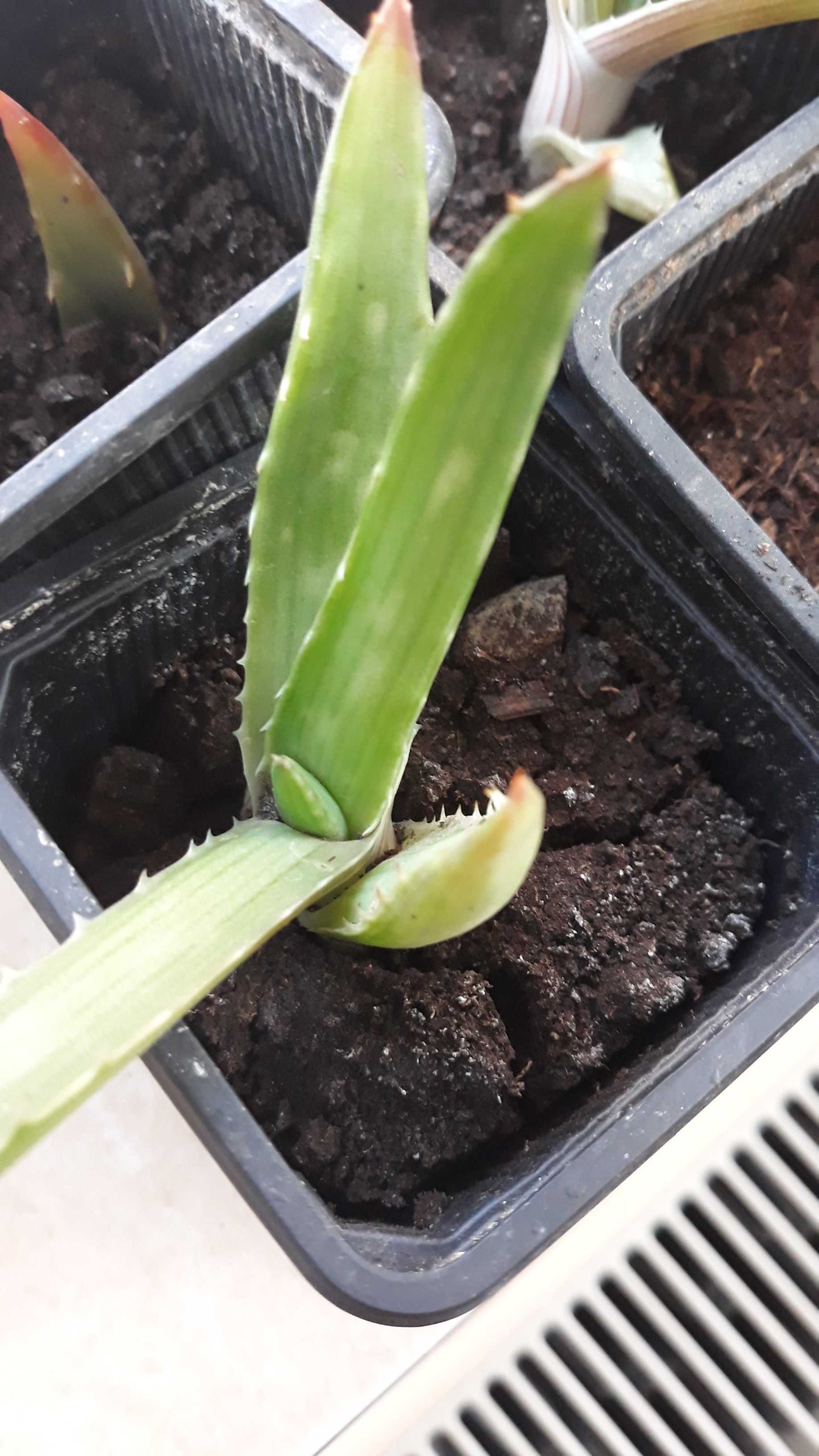 Aloe, sempervivum , schlumbergera