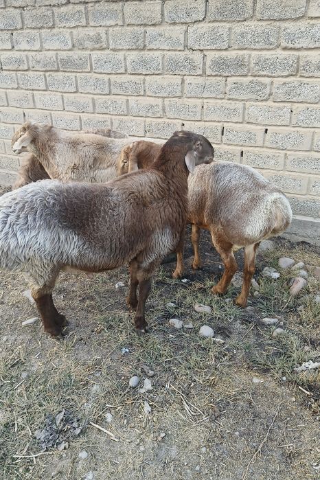 Арашан кочкорлар сотилади. Arashan qochkorlar sotiladi.