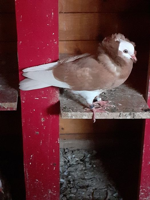 Porumbeii ornament capucini