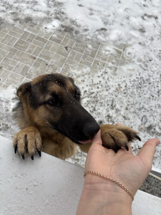 Продам собаку Немка девочка