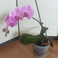 Продам орхидею Фаленопсис