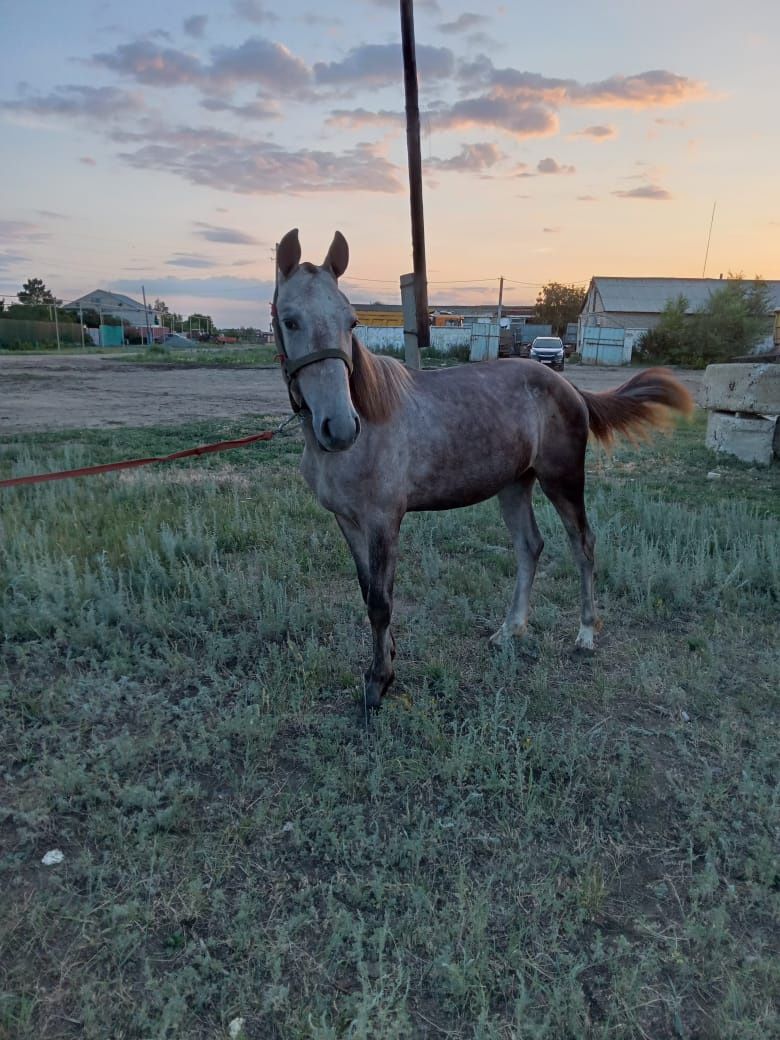 Продам жеребца или обмен