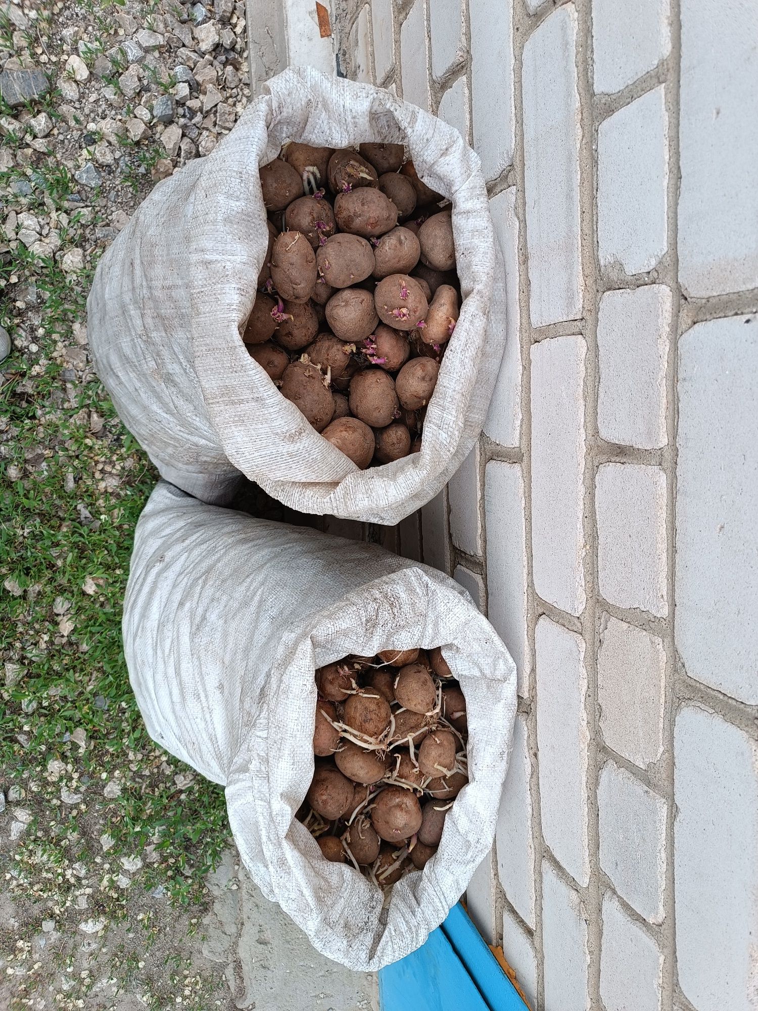 Семенной картофель