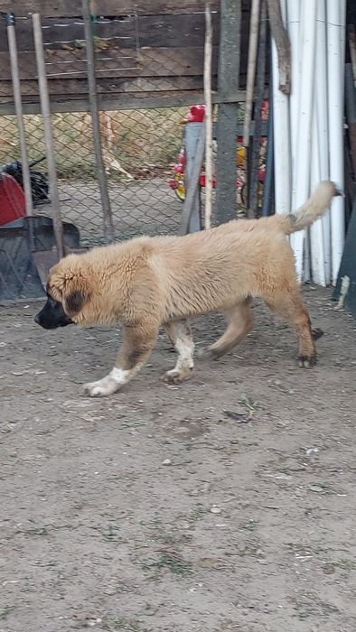 Vând Ciobănesc Caucazian