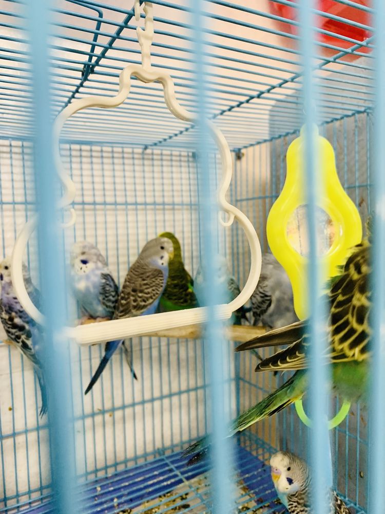 Попугаи волнистые малыши в зоомагазине «Живая Природа»