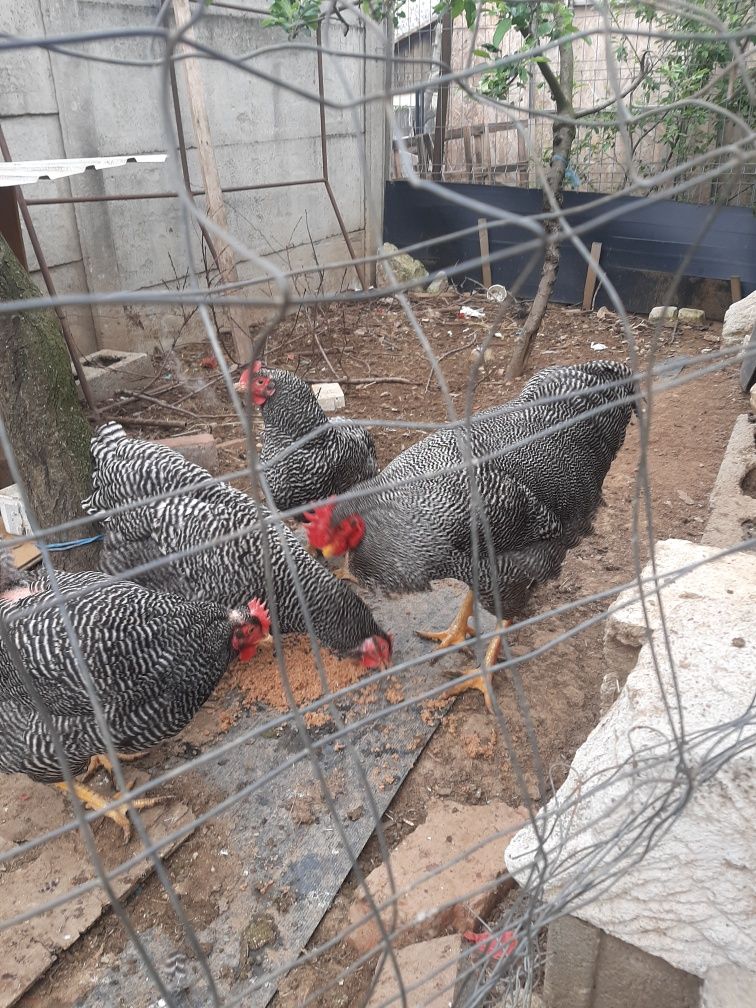 Vând familie de găini playmouth rok barat