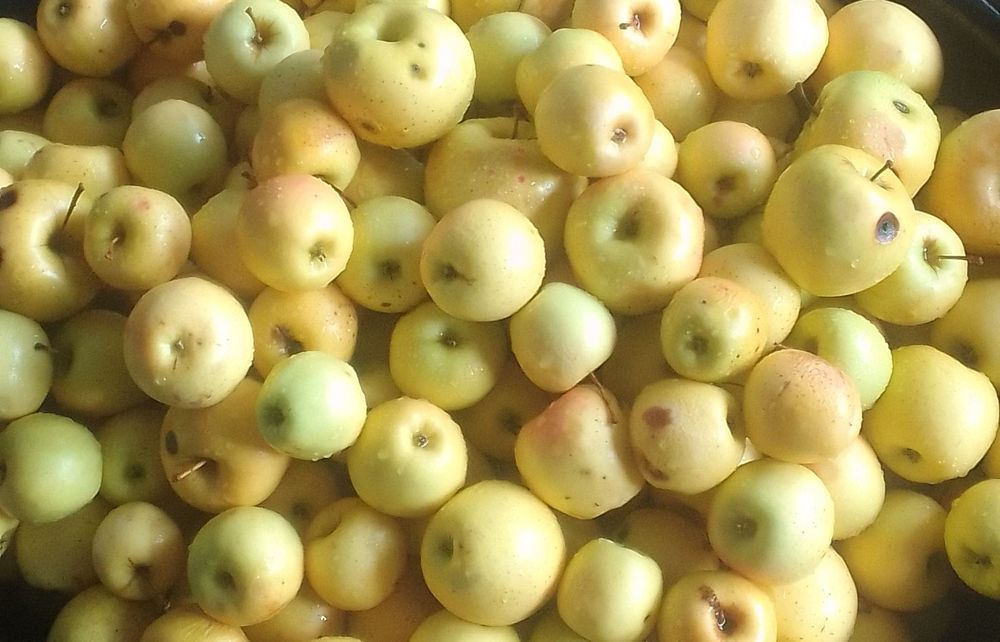 Яблоки местные вкусные. Золотой.