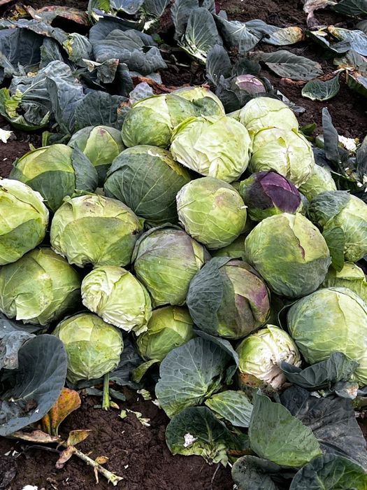 Vand varza romaneasca