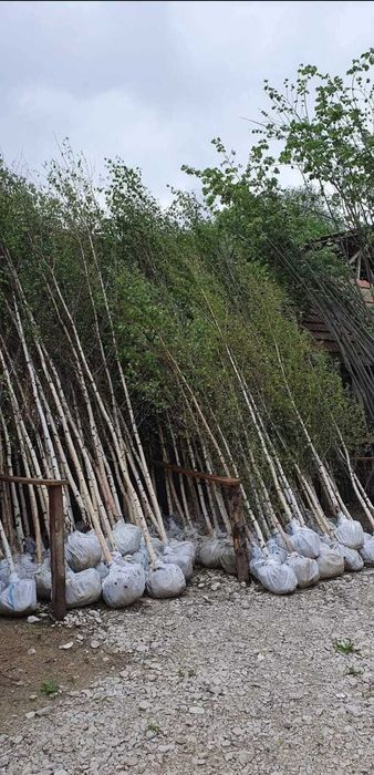 Vânzare Tei, Platan, Mesteacăn | Arbori Foioși Sănătoși