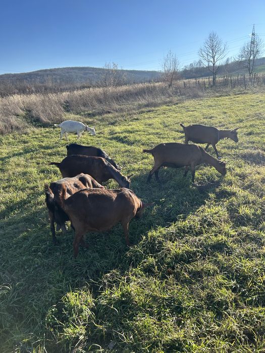 Capre de rasa de vanzare