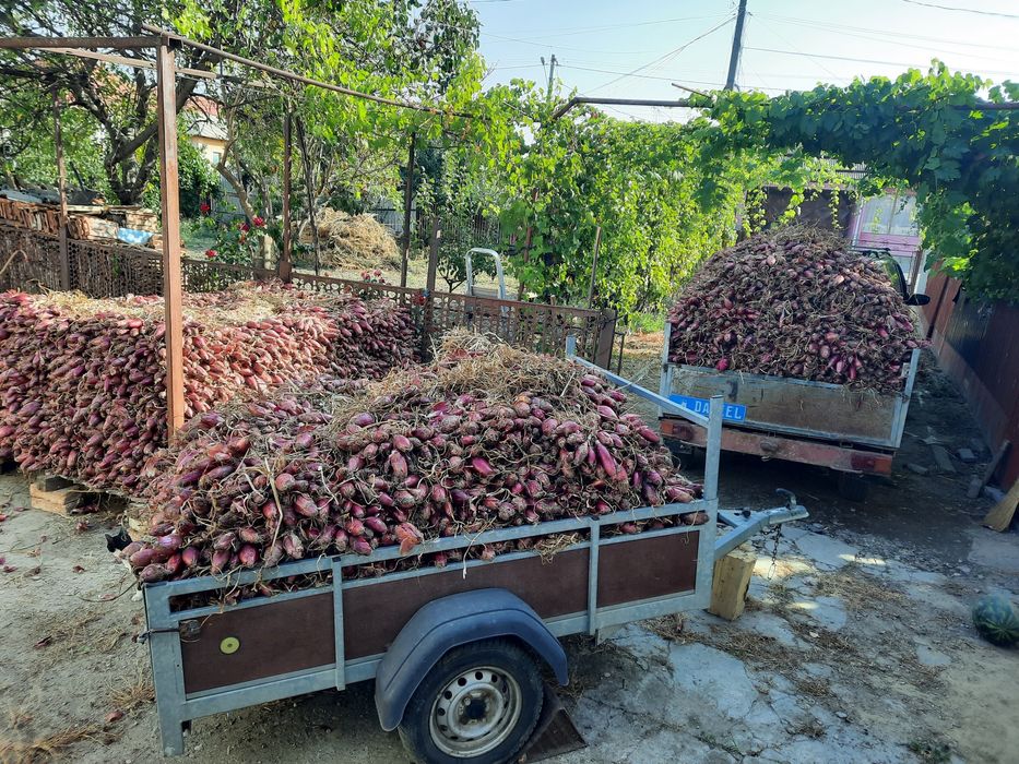 Vând ceapă de apă  de Buzău