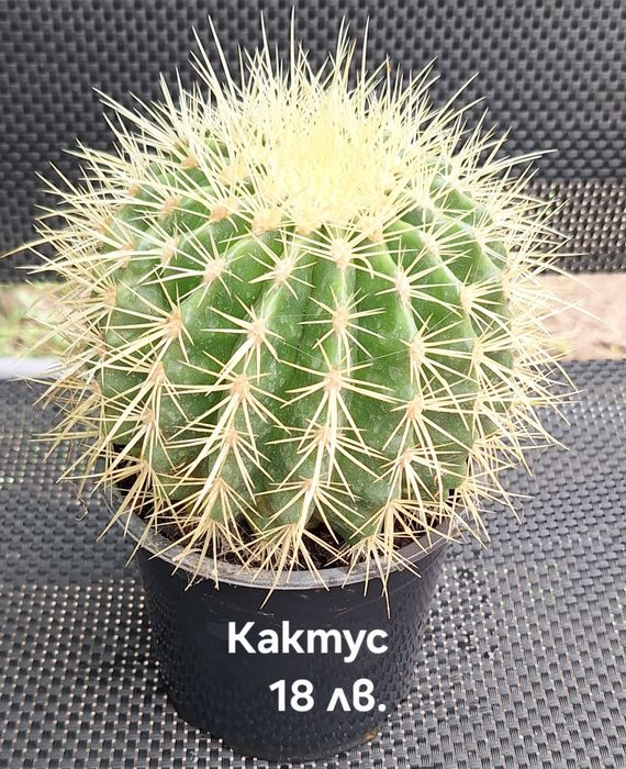 Предлагам стайни растения