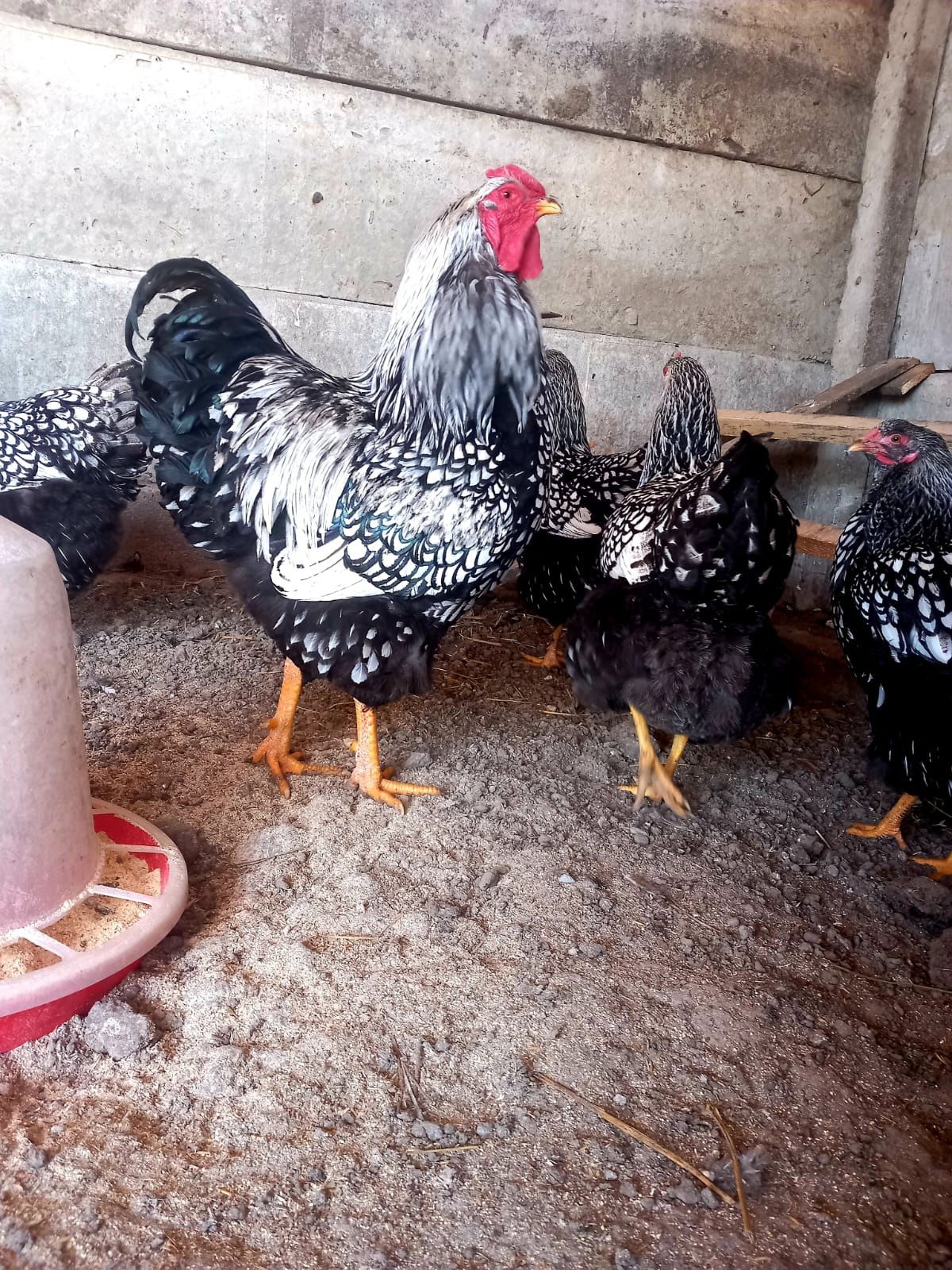Ouă găini wiandotte argintiu