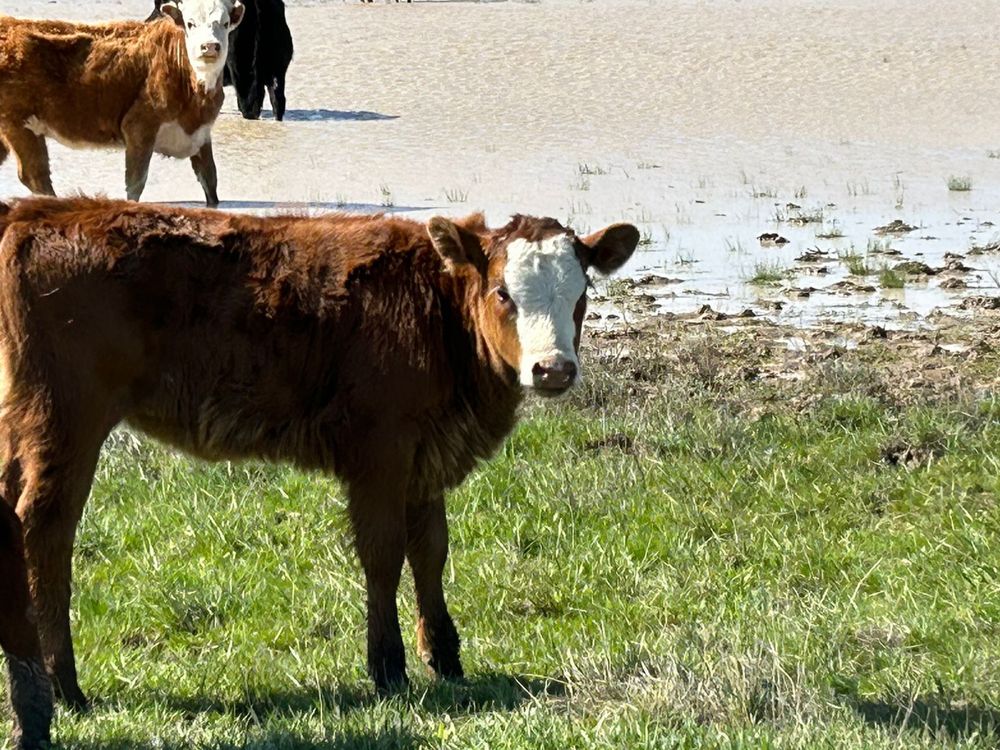 Продам коровы с телятами есть бык 3 лет и бычек 2 лет