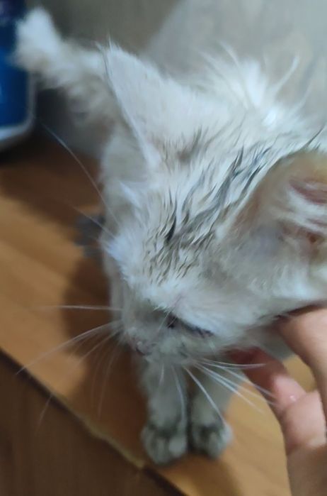 Потерялся белый котенок с ошейником