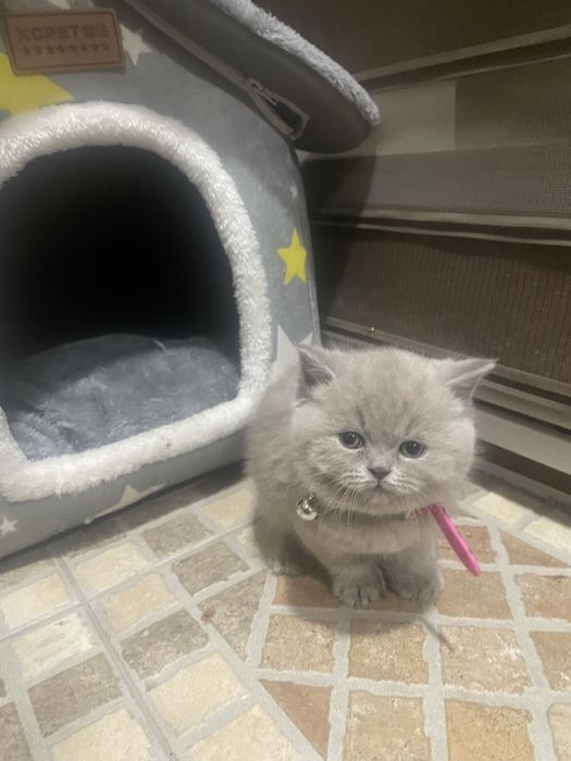 Mushuk  2 oylik  Britanskiy paroda