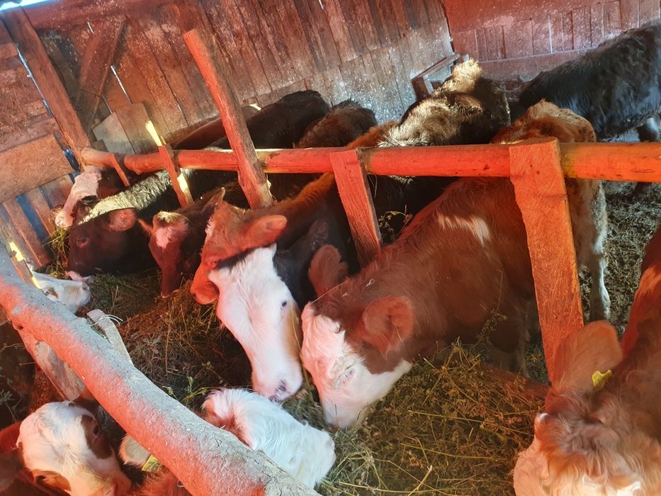 Vand vitele si taurasi de toate marimile