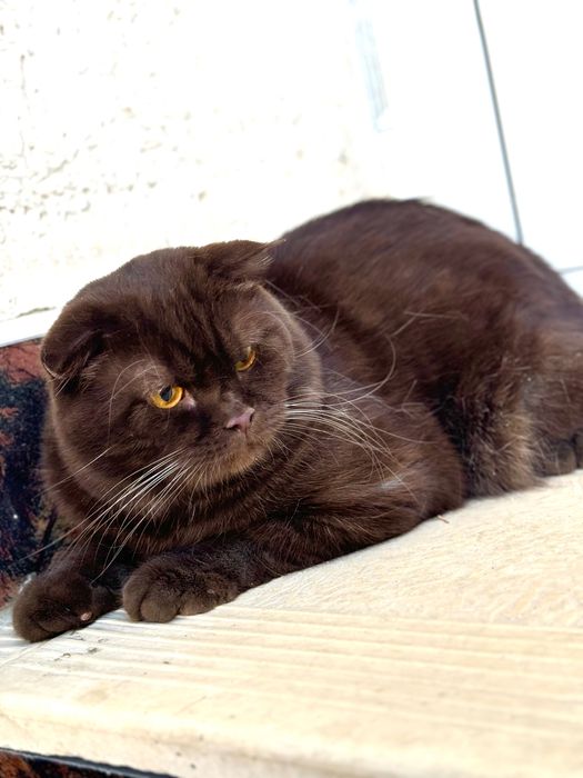 Scottish fold choko oʻgil bola 1 yoshdan oshgan