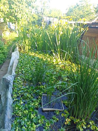 Plante pentru iaz,irisi,menta de apa,,papura pitica,zambile de apa