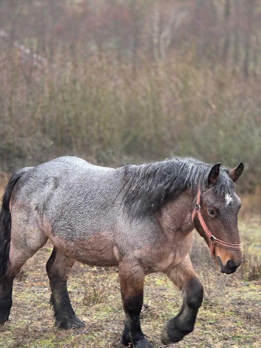 Cal semi greu belgian