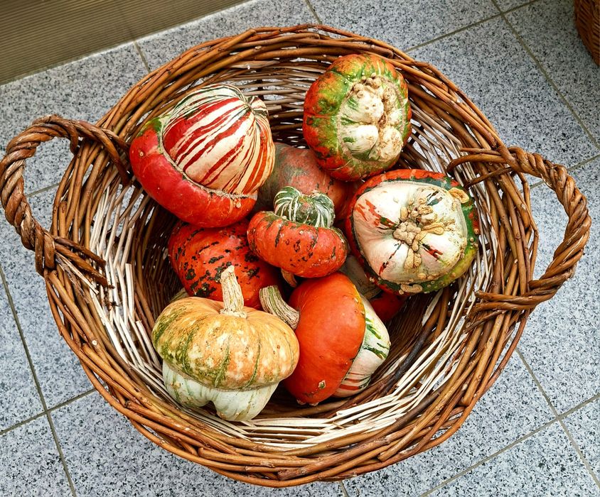 Dovleci decorativi și tărtăcuțe pentru aranjamente de toamnă