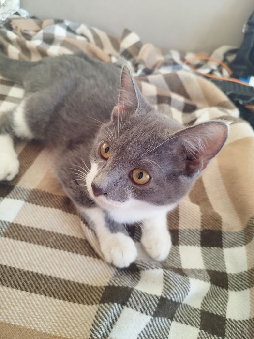 Милые котята ищут свой дом