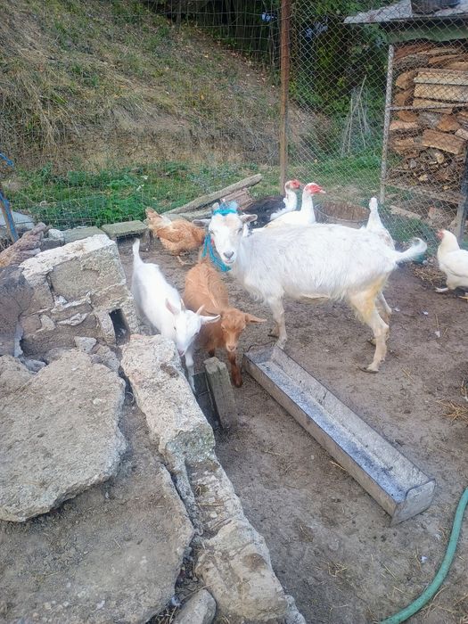 Vând o capra cu 2 iezi și un țap de montă