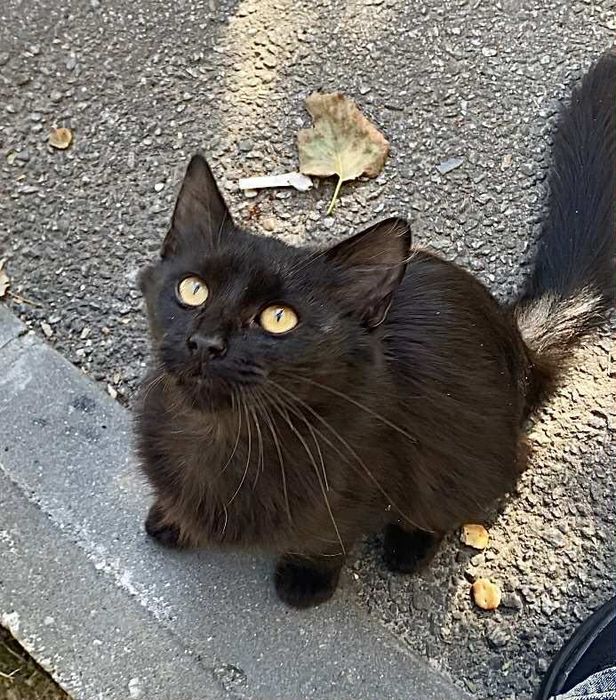 Pui pisica mascul spre adopție