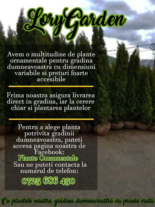 Vând magnolia grande flora palmieri tuia arțar și multe alte plante