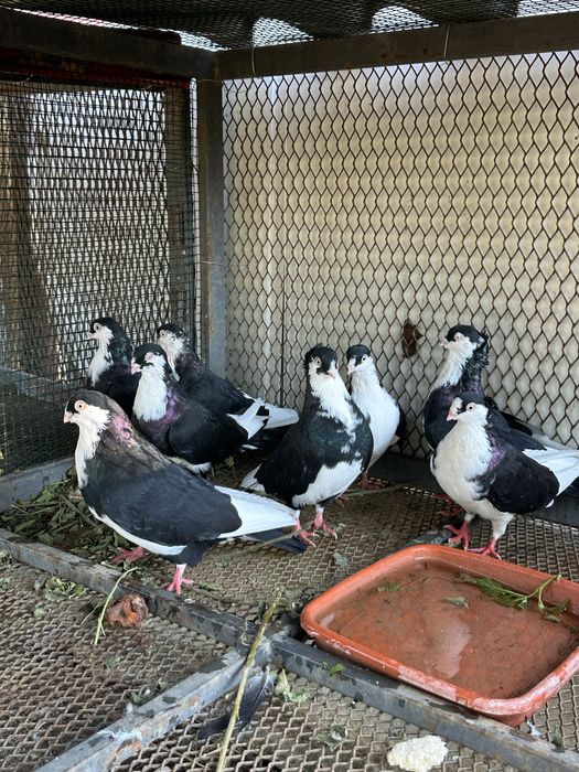 Porumbei standard si galateni