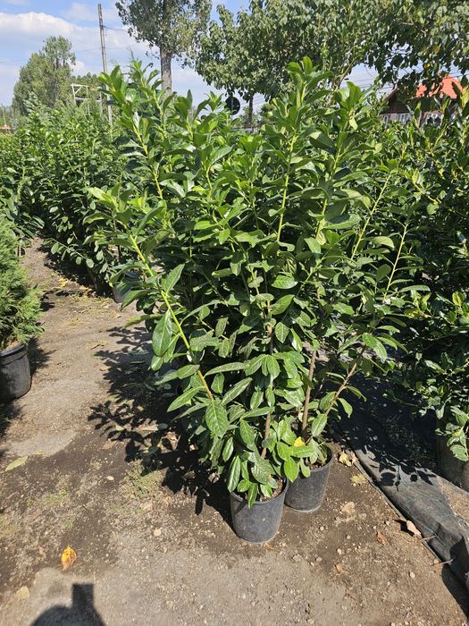 Laur englezesc pon pon spirale magnolia danic pini cedrus