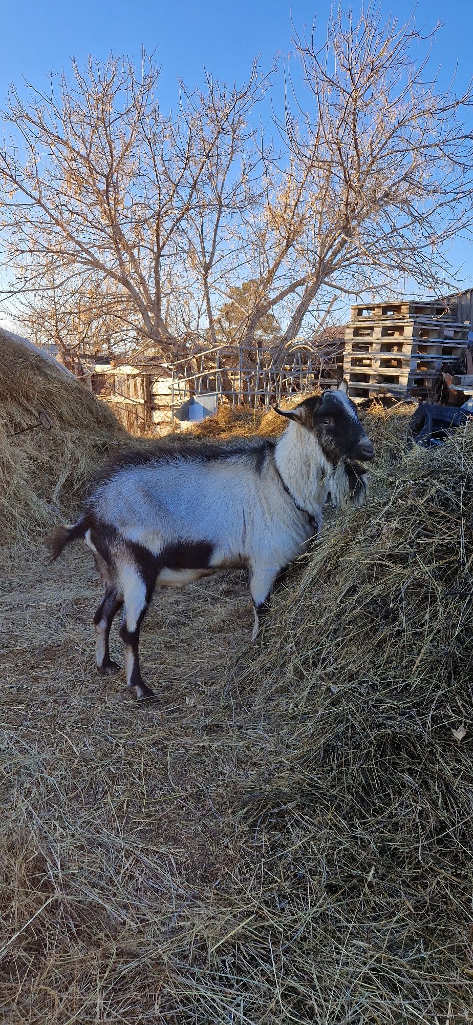 Продам альпийской породы козла. Торг