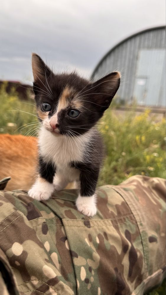 Котята в добрые руки