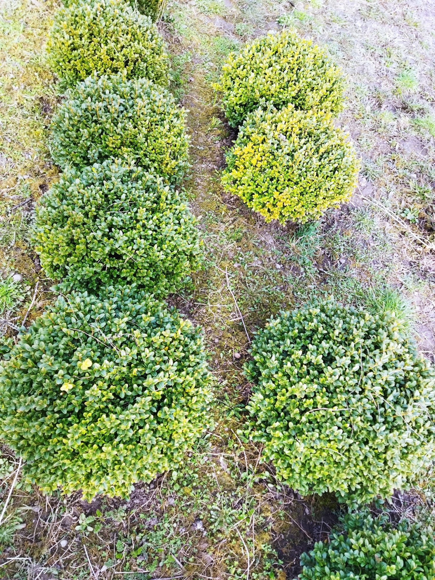 Buxus sempervires glob