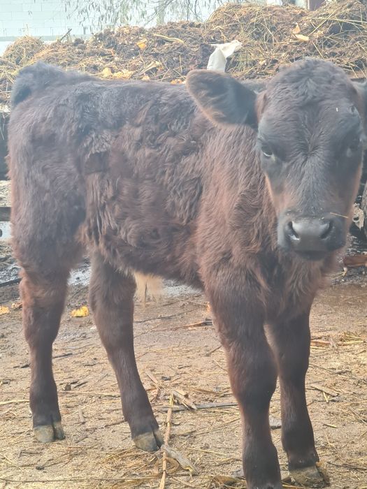 Tauras angus frumos mâncăcios 3 luni