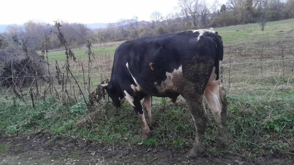 Продавам угоени телeта