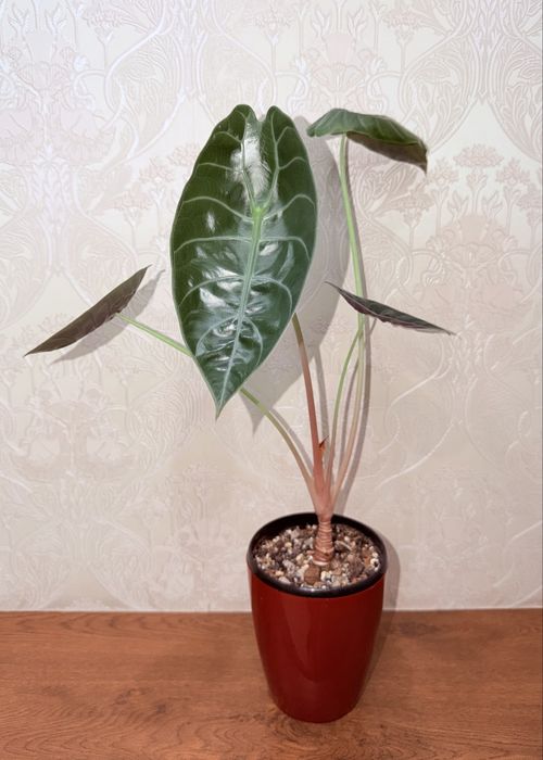 Алоказия, комнатные растения, комнатные цветы