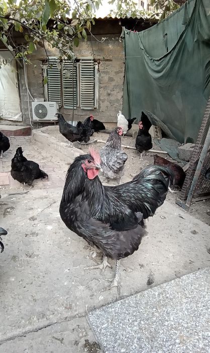 Австролорп петухи 3 штуки