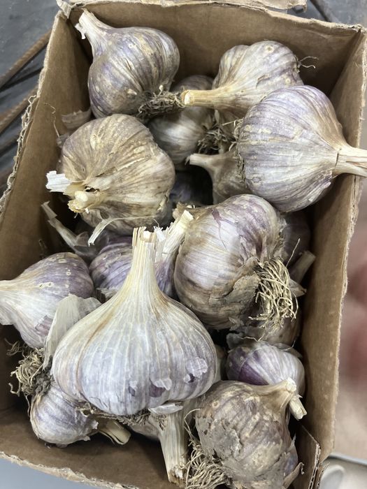 Продам чеснок крупный …………звоните  по указаному номеру …………………………………..