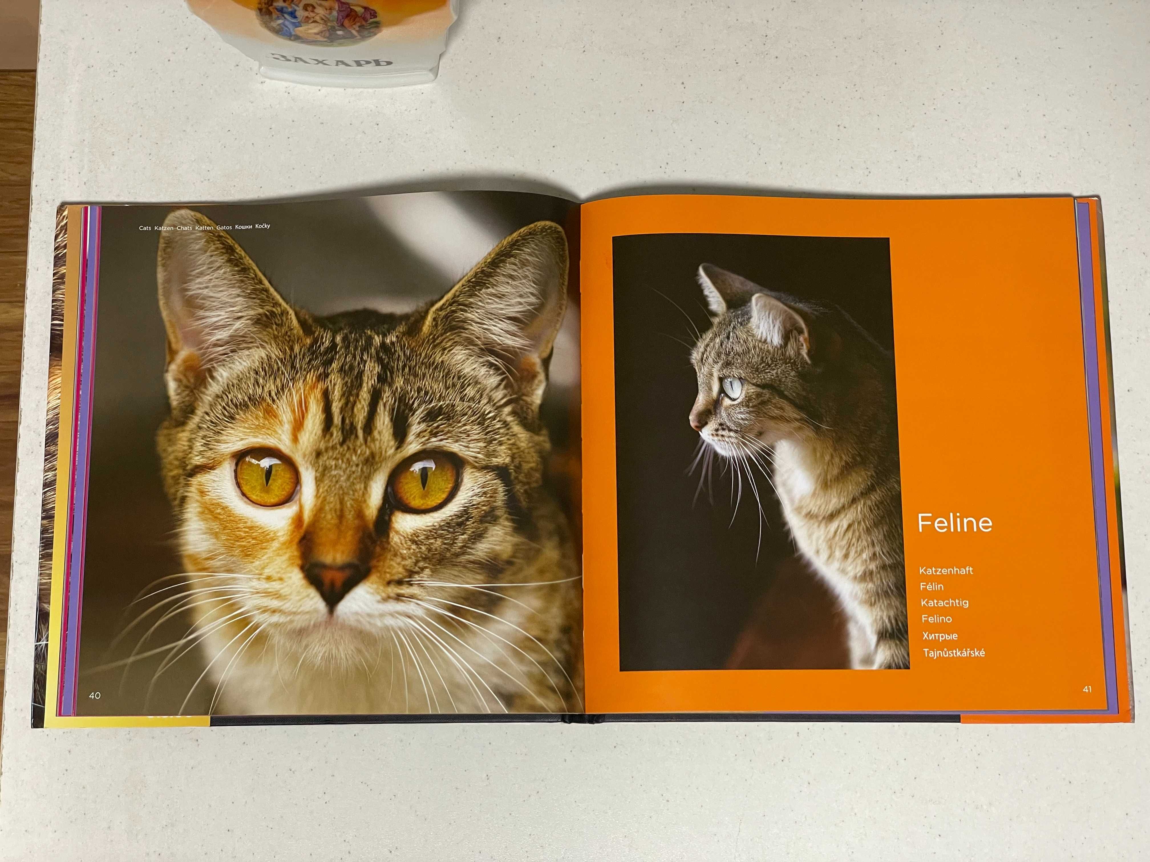 Книга за котки на немски език