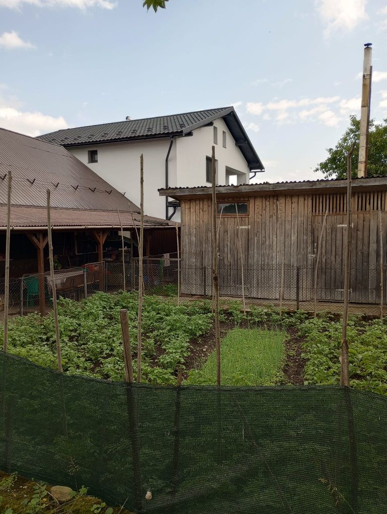 Casa plus curte Vișeu de Sus