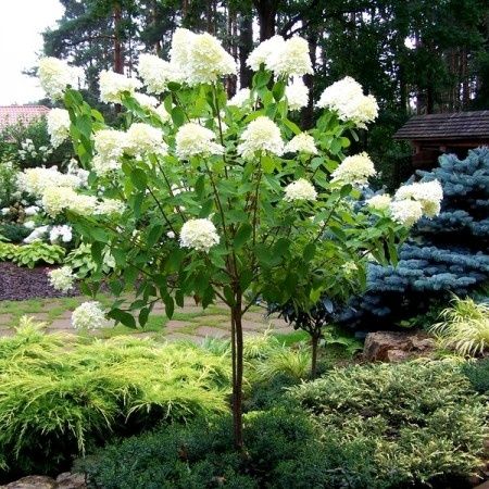 Hortensi De Tip Pomișor