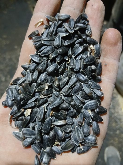 Продам подсолнечник,семечки ,подсолнух